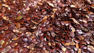 Kuru Lamtoro Tohumlarının Zengin Kahverengi Tonları. Kuru Lamtoro tohumlarının zengin kahverengi tonlarda yakın plan çekimleri, tarım, kırsal estetik ve organik doğal malzemeler için mükemmel doğal doku ve renk varyasyonlarını göstermektedir.