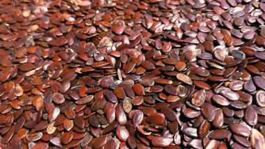 Abundant Dry Lamtoro Tohumları 'nın yakın çekimi. Düz, oval şekilli ve zengin kahverengi tonlu Lamtoro tohumlarının tam kare görüntüsü tarım, doğal malzemeler ve sürdürülebilir tarım teması için dokulu bir model yaratıyor.
