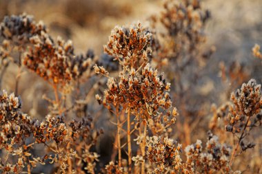 Kar ve buzla kaplı kırmızı bitkiler