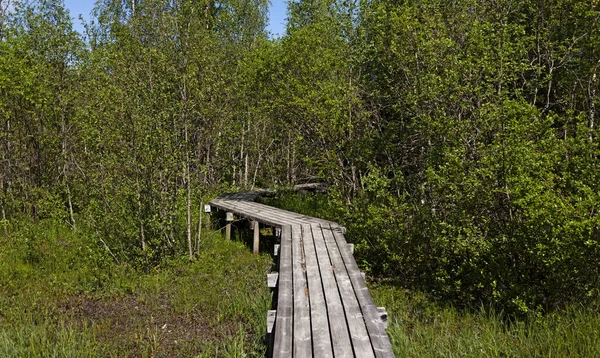 footpath that goes through marshland to bird tower