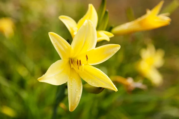 stock image yellow daffodil flower with water drops