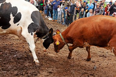 İki inek, bir siyah ve beyaz Holstein ve bir kahverengi çamurlu bir arenada karşı karşıya gelirken, her yaştan izleyiciler bir bariyerin arkasından geleneksel tarım gösterisinin görüntülerini yakalıyorlar..