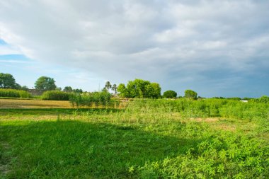 Punjab Pakistan 'ın karanlık bulutlar ve seçici odaklı bir köyünün peyzaj resmi. Punjab köyü fotoğrafçılığı. 