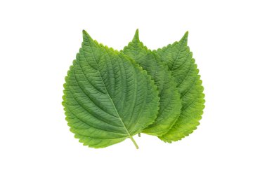 Koreli Perilla Shiso Yaprağı Beyaz Arkaplanda İzole Edildi