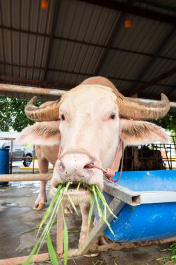 Çiftlik Yeme Çimeni 'ndeki Albino Buffalo' ya yaklaş.