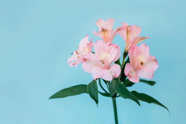 Hermosas Flores Alstroemeria Rosa Sobre Fondo Azul Claro Lugar Para — Foto de Stock