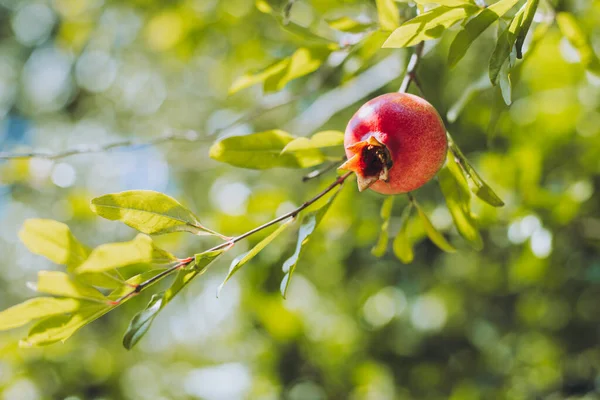 Branch Ripe Pomegranate Garden Sunny Day Selective Focus — Stock Photo, Image