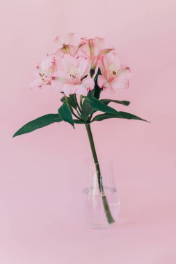 Pembe pastel arka planda vazoda duran güzel pembe Alstroemeria çiçekleri. Metin için yer.