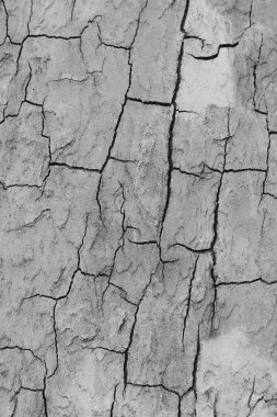 Craquelure ile gri rustik doku arka plan. Monokrom.