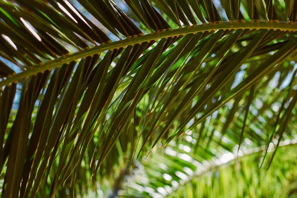 棕榈叶在阳光下模糊不清 夏天的背景有选择的重点 — 图库照片