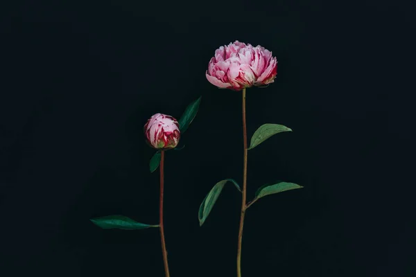 Hermosas Peonías Rosa Claro Sobre Fondo Oscuro Lugar Para Texto — Foto de Stock