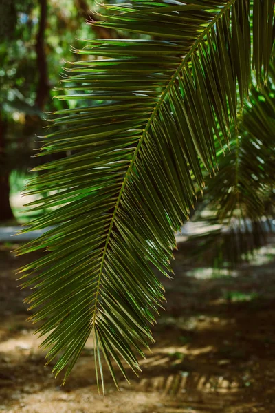 美丽的棕榈叶在阳光下 夏天的背景有选择的重点 — 图库照片