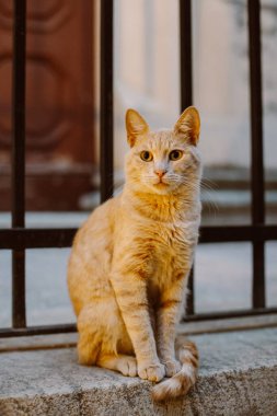 Hırvatistan 'ın eski Dubrovnik kasabasının caddesinde şirin kırmızı bir kedi. Bir sokak kedisinin portresi.