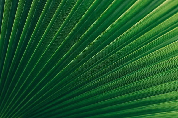 在阳光下 棕榈叶模糊不清 夏天的背景概念绿植物背景 — 图库照片