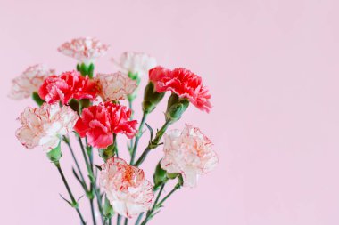 Beautiful pink and white Carnation flowers on a pink pastel background. Place for text.