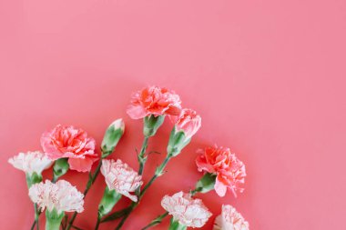 Beautiful pink and white Carnation flowers on a pink pastel background. Place for text.