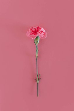 Beautiful pink Carnation flower on a bright pink background. Flat lay.