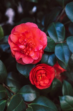 Beautiful pink Camellia flowers in a garden. Selective focus.