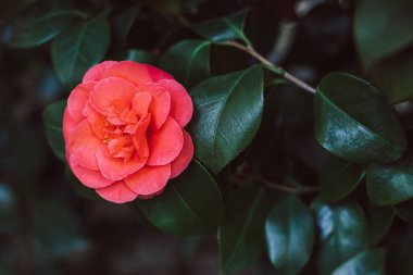 Beautiful pink Camellia flowers in a garden. Selective focus.