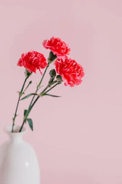 Beautiful pink Carnation flowers on a pink pastel background. Place for text.