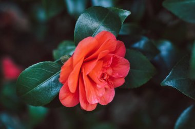 Bahçedeki güzel pembe kamelya çiçeği.