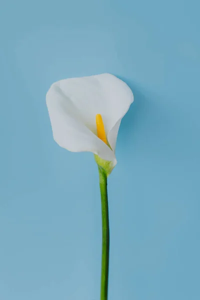 stock image Beautiful white Calla Lily flower on a light blue background. Place for text.