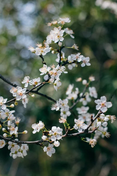 Schöner Zweig Mit Weißer Blüte Einem Frühlingsgarten Selektiver Fokus — Stockfoto