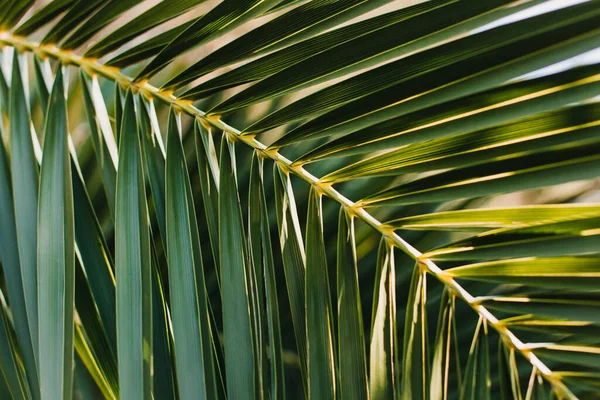 Green Palm Leaves Sunlight Summer Background Selective Focus — 图库照片