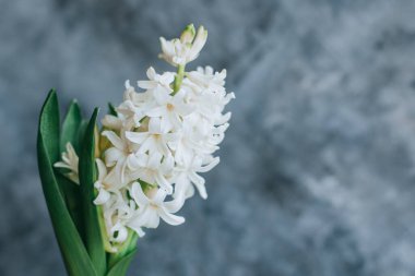 Gri arkaplandaki güzel beyaz sümbül çiçeği. Metin için yer.