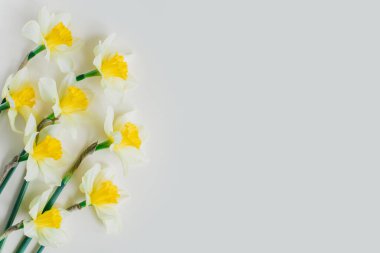 Açık sarı arkaplanda sarı nergis çiçekleri (narcissus). Metin için yer.