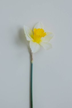 Açık sarı bir zemin üzerinde sarı nergis (narcissus) güzel bir çiçek. Metin için yer.