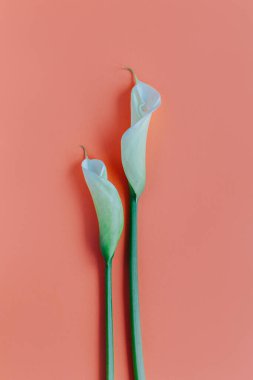 Şeftalili pastel arka planda güzel beyaz zambaklar. Düz yatıyordu. Metin için yer.