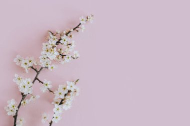 Açık pembe arka planda güzel çiçek dalları. Bahar arka planı. Metin için yer.