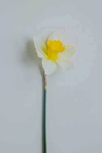 stock image Beautiful flower of yellow daffodil (narcissus) on a light yellow background. Place for text.