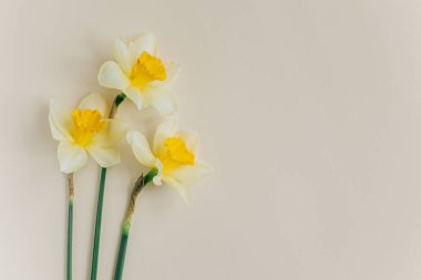 Açık sarı arkaplanda sarı nergis çiçekleri (narcissus). Metin için yer.