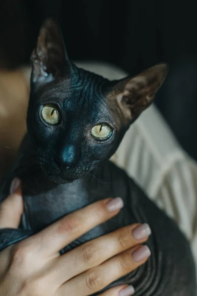 Cute dark sphinx cat in the hands of a girl. Portrait of a cat.