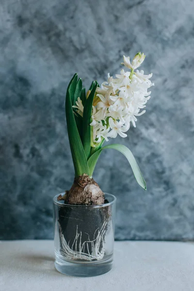 Piękny Biały Kwiat Hiacyntu Szarym Tle Miejsce Tekst — Zdjęcie stockowe
