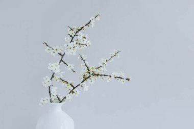 Gri arkaplanda beyaz bir vazoda güzel çiçek dalları. İlkbahar minimalist kavramı.