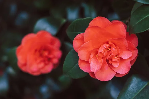 Beautiful Pink Camellia Flowerx Garden Selective Focus — Stock Photo, Image