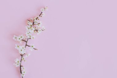 Açık pembe arka planda güzel çiçek dalları. Bahar arka planı. Metin için yer.