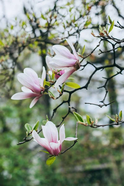 Bahar bahçesindeki muhteşem Magnolia çiçekleri. Bahar zamanı geçmişi. Seçici odak.