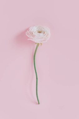 Pembe pastel arka planda narin Ranunculus çiçeği. Metin için yer.