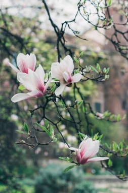 Bahar bahçesindeki muhteşem Magnolia çiçekleri. Bahar zamanı geçmişi. Seçici odak.