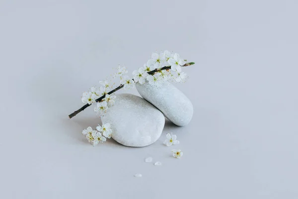Piękna Gałąź Białym Kwiatem Kamieniami Szarym Tle Wiosna Minimalistyczna Koncepcja — Zdjęcie stockowe