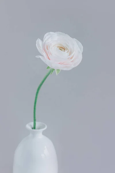 Tender Ranunculus Kwiat Białym Wazonie Szarym Tle Miejsce Tekst — Zdjęcie stockowe