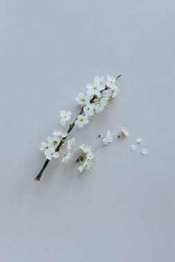 Gri arka planda beyaz çiçekli güzel bir dal. Bahar minimalist konsepti. Metin için yer.