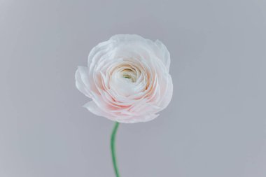 Gri arkaplandaki hassas Ranunculus çiçeği. Metin için yer.