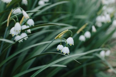 Bahar ayının güzel kar taneleri (Leocojum vernum) bir bahar bahçesinde. Seçici odak.