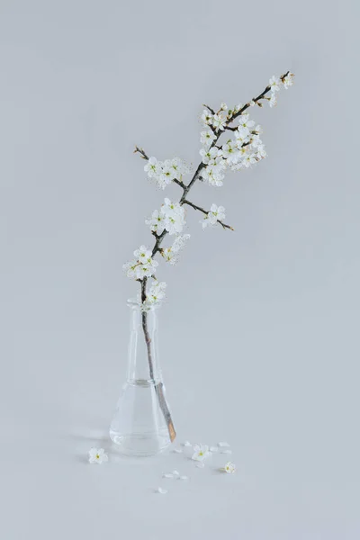 Beautiful blossom branches in a vase on a grey background. Spring minimalistic concept.