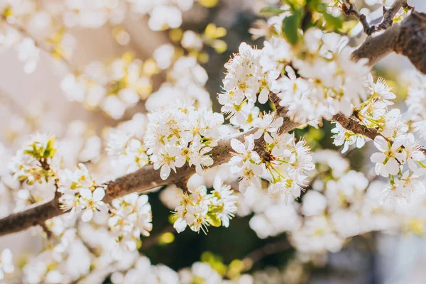 Schöner Zweig Mit Weißer Blüte Einem Frühlingsgarten Frühling Hintergrund Selektiver — Stockfoto